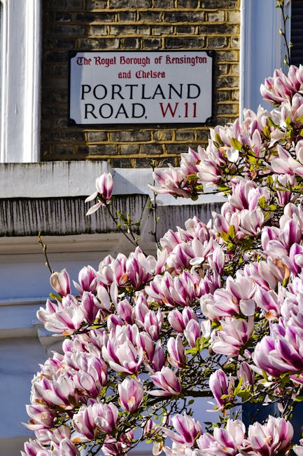 Close-up of a flowering magnolia bush with pink and white petals in full bloom, situated in front of a residential building with a brick wall. Attached to the wall is a street sign indicating 'Portland Road, W.11', part of the Royal Borough of Kensington and Chelsea. The building features a white window frame and window ledge beneath the sign. The image captures the natural light highlighting the vibrant flowers and the brick texture of the wall, providing context for a typical London neighbourhood scene suitable for house removals and relocation services.